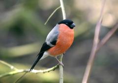 Eurasian Bullfinch